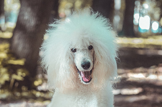 Poodle dog breed