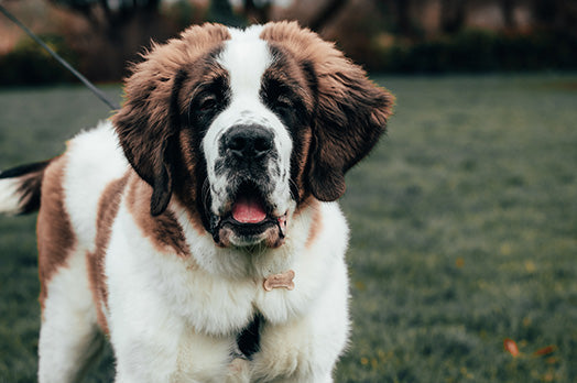 Saint Bernard dog