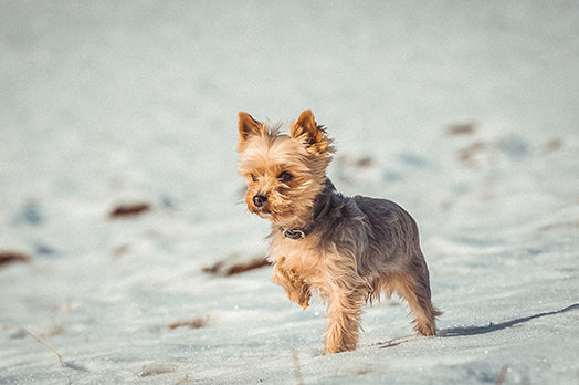 Yorkshire Terrier dog