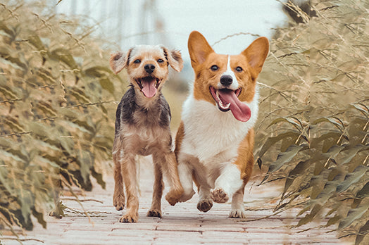 Happy dogs running