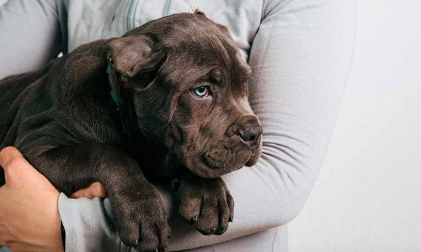 Puppy in owner's arms