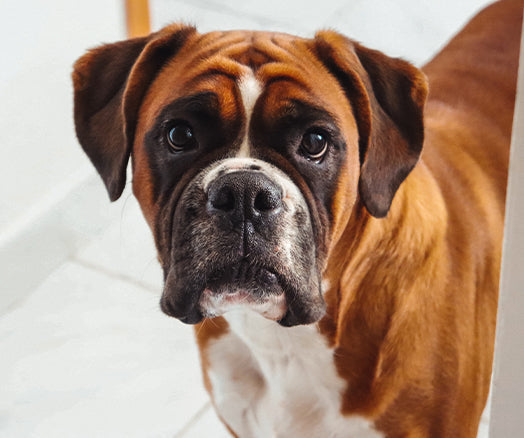 Boxer dog breed