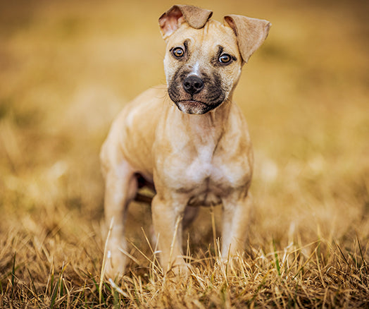 Puppy in the outdoors