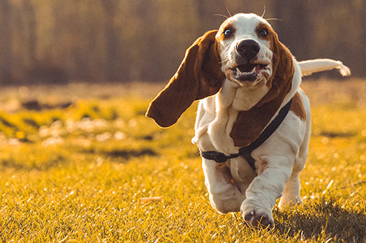 Basset Hound