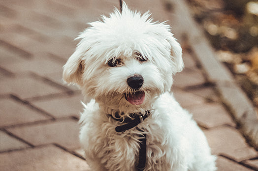 Bichon Frise dog