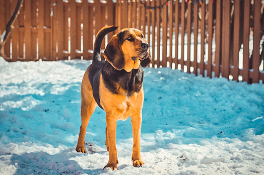 Bloodhound dog