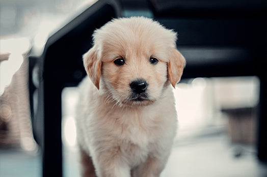 Adorable white-coated puppy