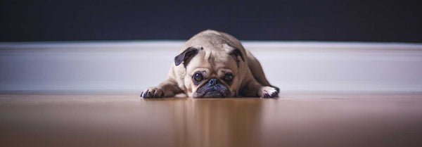 Pug resting head on floor