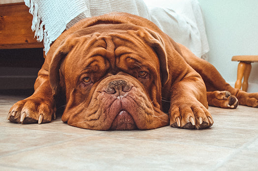 Dogue de Bordeaux