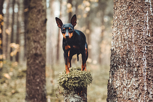 Miniature Pinscher  dog