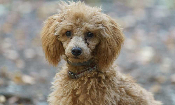 Brown Poodle