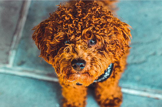 Miniature Poodle dog