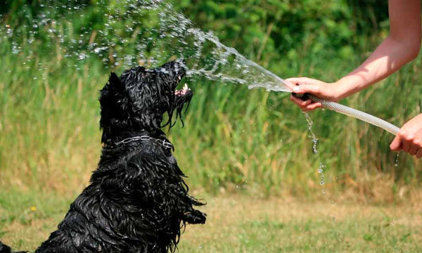 Scottish Terrier dog breed