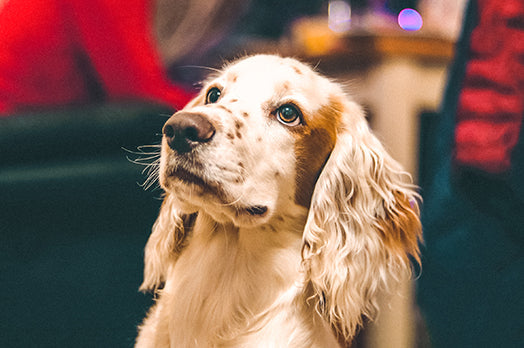 English Springer Spaniel