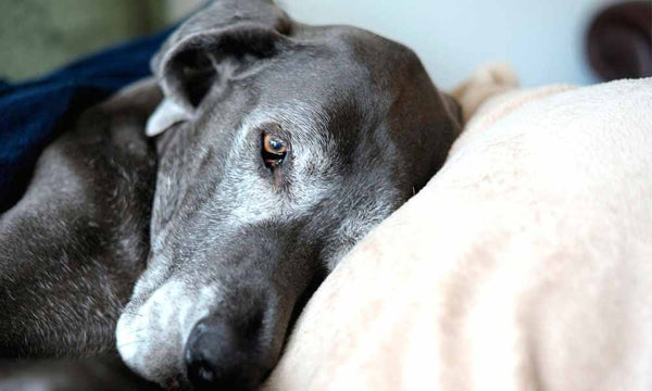 Dog resting head on cushion