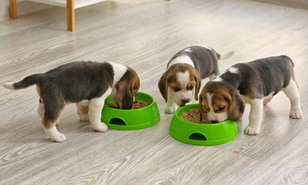 Puppies eating