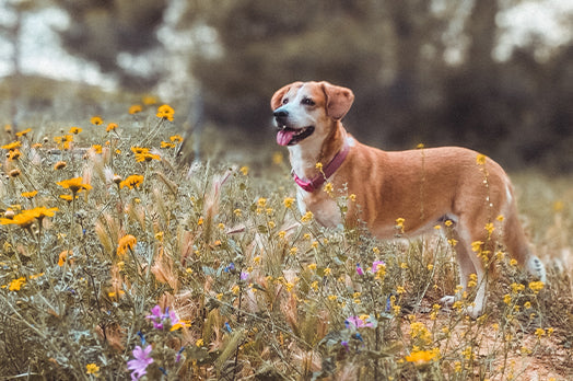 Dog in a field of flowers