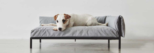 Dog lying on raised bed