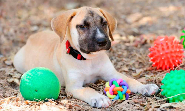 Puppy with toys