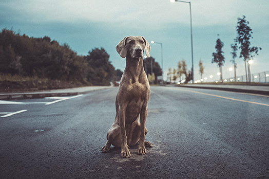 Great Dane dog