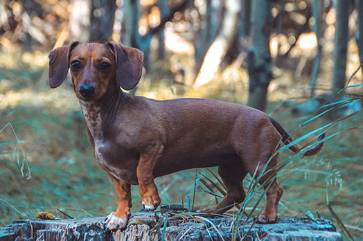 Dachshund dog