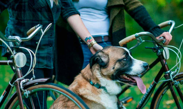 Dog standing beside owners with bike