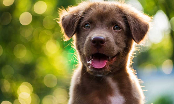 Cute puppy with tongue out