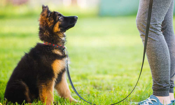 Puppy on leash training