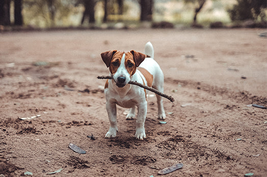 Jack Russell Terrier