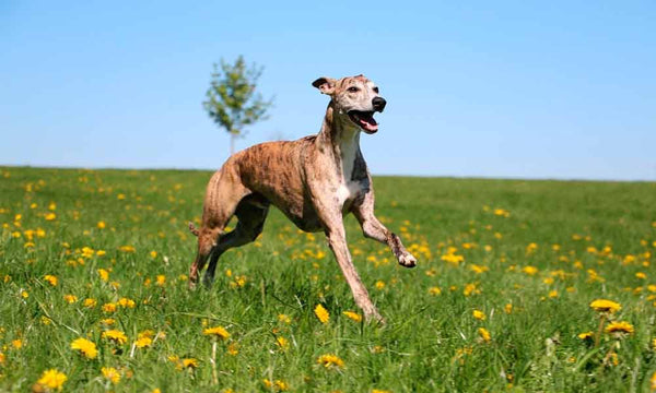 Greyhound dog