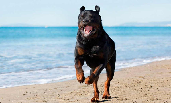 Rottweiler dog breed