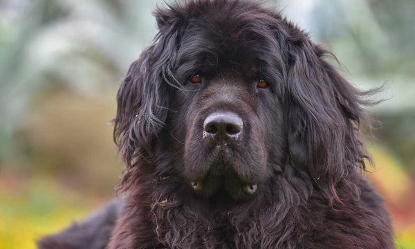 Newfoundland dog breed