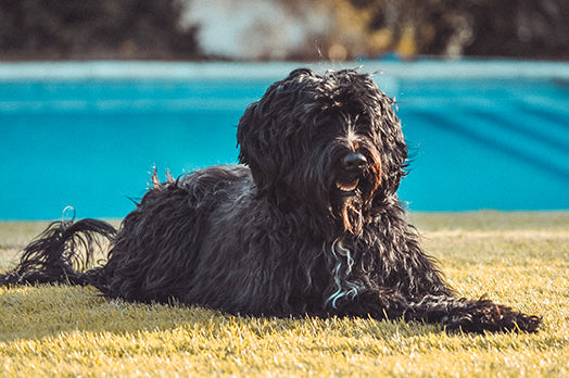 Portuguese Water Dog