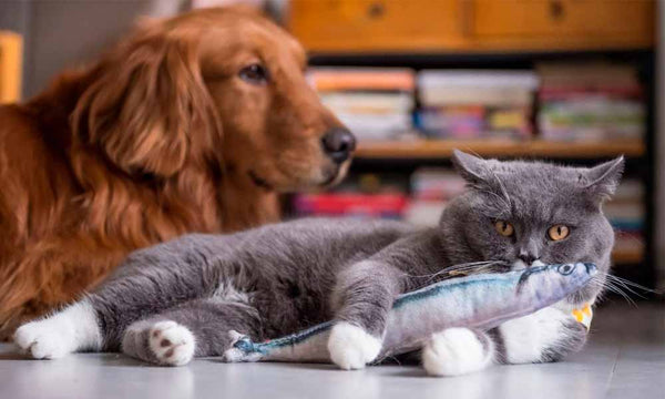 The Secret to a Stress-Free Dog-Cat Household