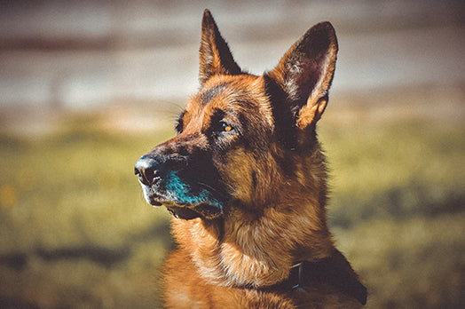 German Shepherd dog