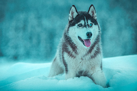 Siberian Husky