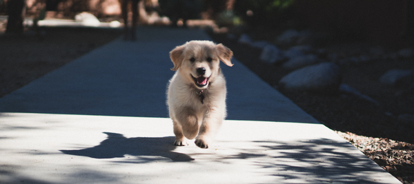 Puppy running on pavement