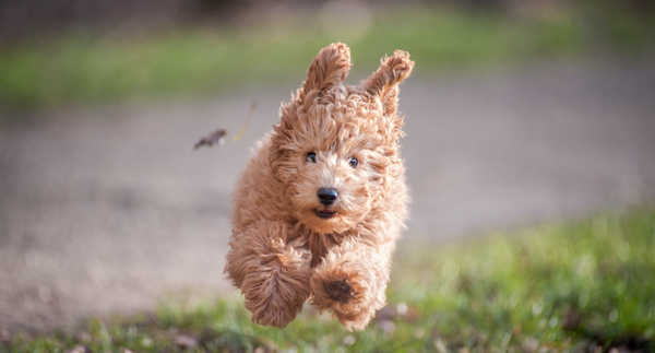 Small dog running