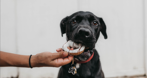 Dog eating donut