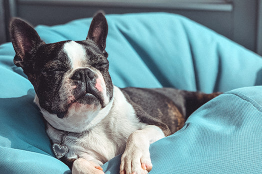 Dog resting on cushion