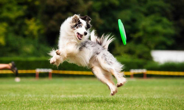 Australian Shepherd dog breed