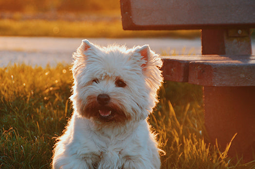 West Highland White Terrier