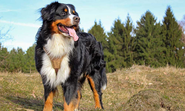 Bernese Mountain Dog