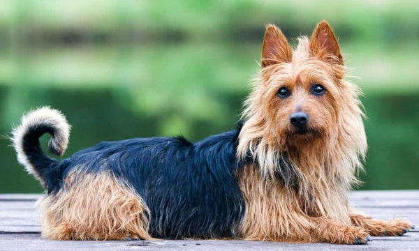 Australian Terrier dog