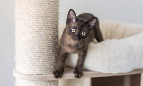 Playful kitten on cat condo with scratching post