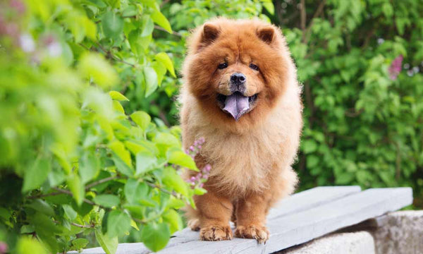 Chow Chow dog breed