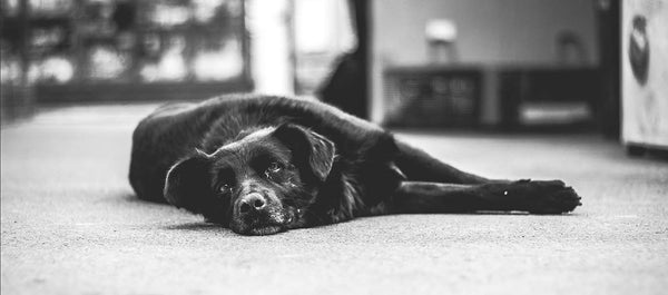 Dog lying down on carpet