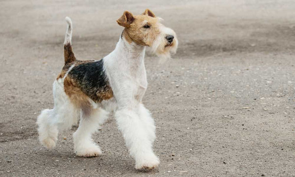 Fox Terrier dog