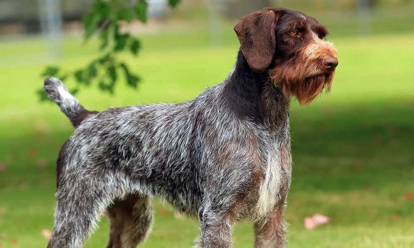 German Wirehead Pointer