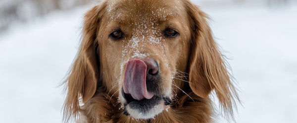 Dog in the snow